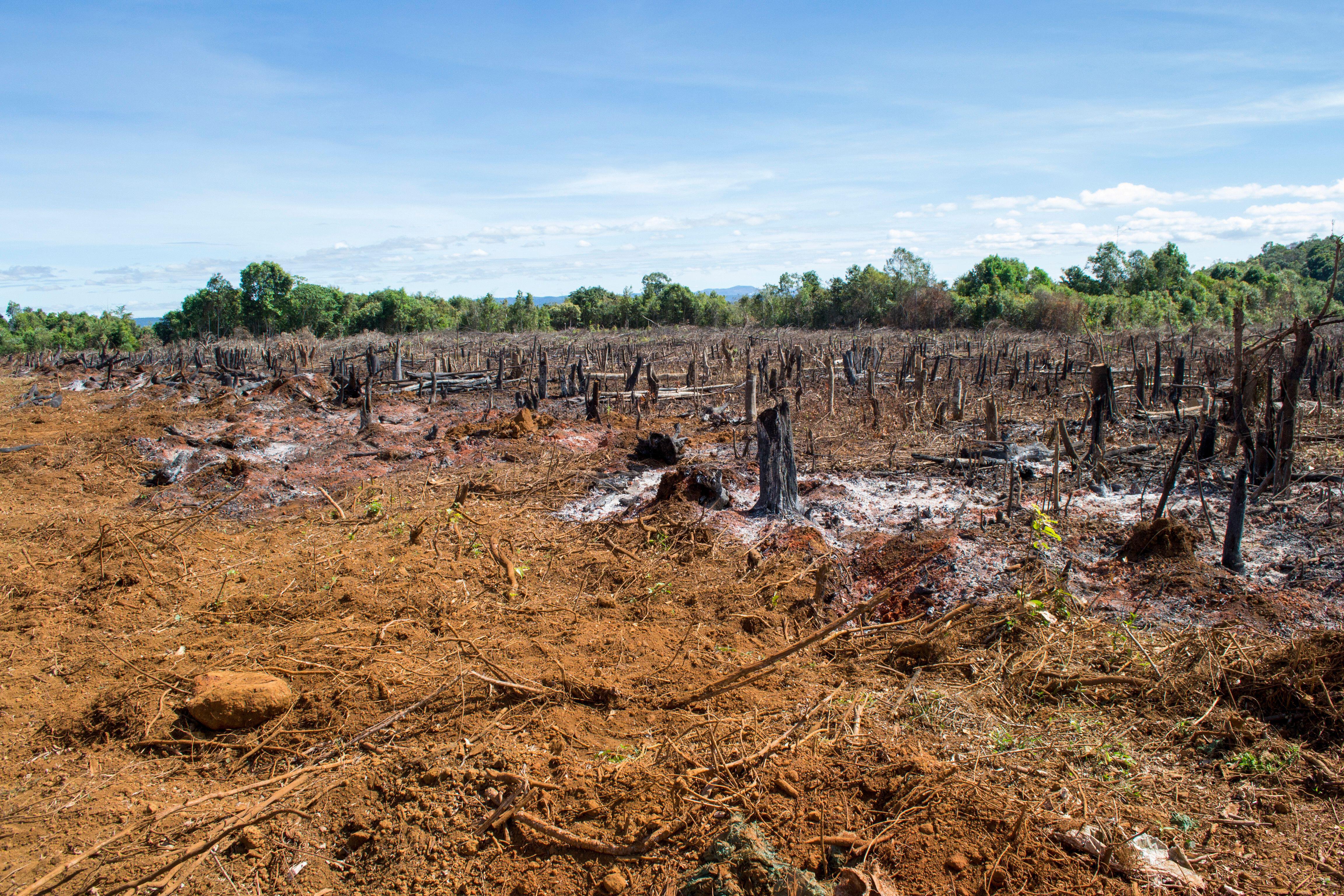 effects of global warming on humans and animals