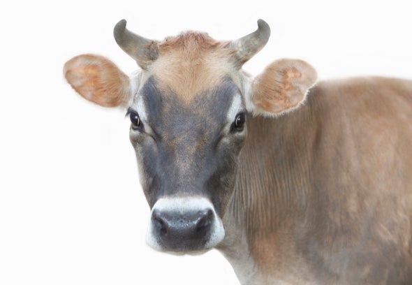 In 200 Years Cows May Be the Biggest Land Mammals on the Planet -  Scientific American