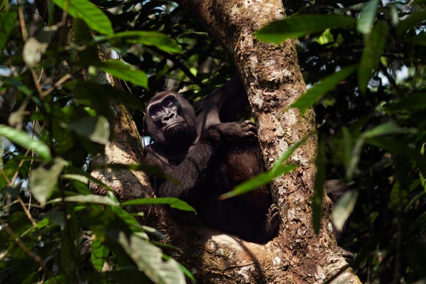 A gorilla sitting in a tree.