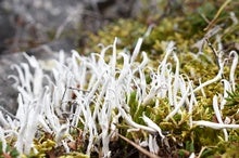 Lichens Could Need More than a Million Years to Adapt to Climate Change