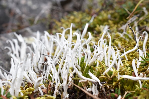Spindly, white lichen growing on tundra.
