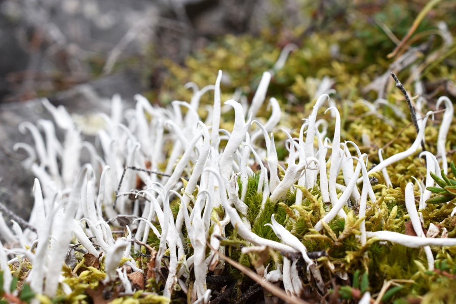 Lichens Could Need More Than A Million Years To Adapt To Climate Change 