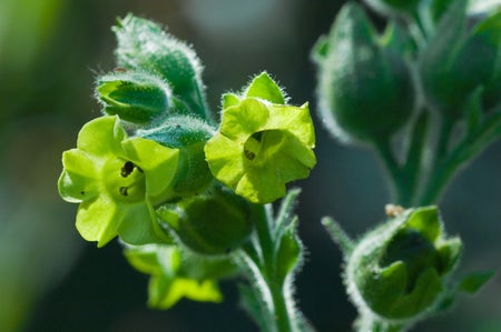 Small, greenish flowers.