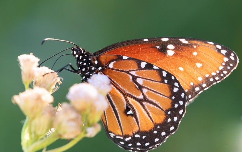 Dangerous Lies Fuel a New Kind of Butterfly Effect - Scientific