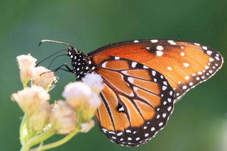 An orange and black butterfly on a light pink flower.
