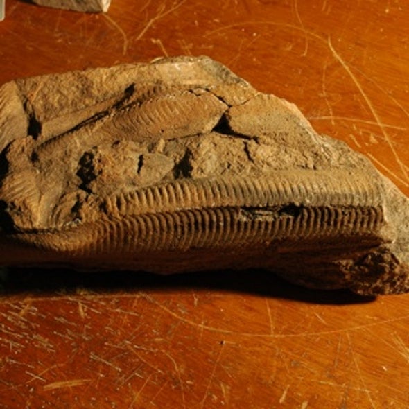 Bizarre Fossil Organisms Likely Absorbed Nutrients through Their Skin