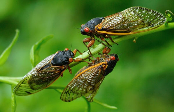 Three Cicadas.