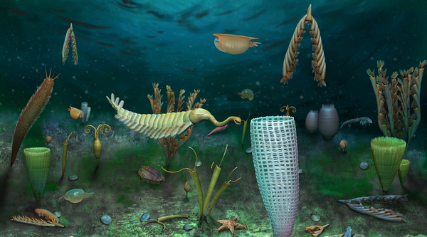 Illustration of sea creatures