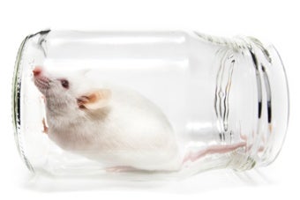 Squeaky Clean Mice Could Be Ruining Research