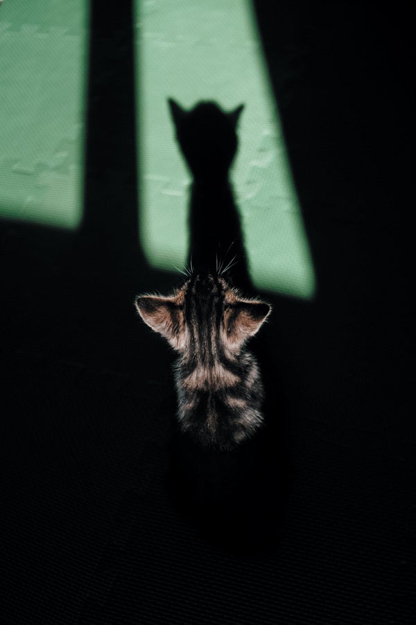 Cat staring at its shadow.