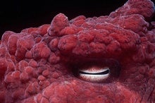 See the Most Bizarre and Beautiful Animal Eyes on Earth