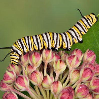 Royal Descent: Monarch Butterflies Suffer Sharp Drop in Numbers ...