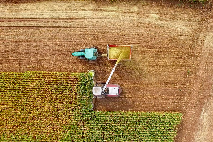 Climate Change Corn Climate Change Sets a Drought Trap for U.S. Corn | Scientific American