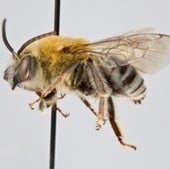 13. Squash Bees