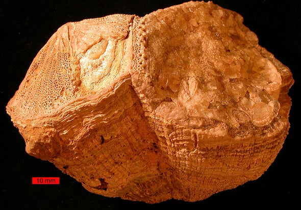 Ancient Clam Shell Reveals Shorter Day Length