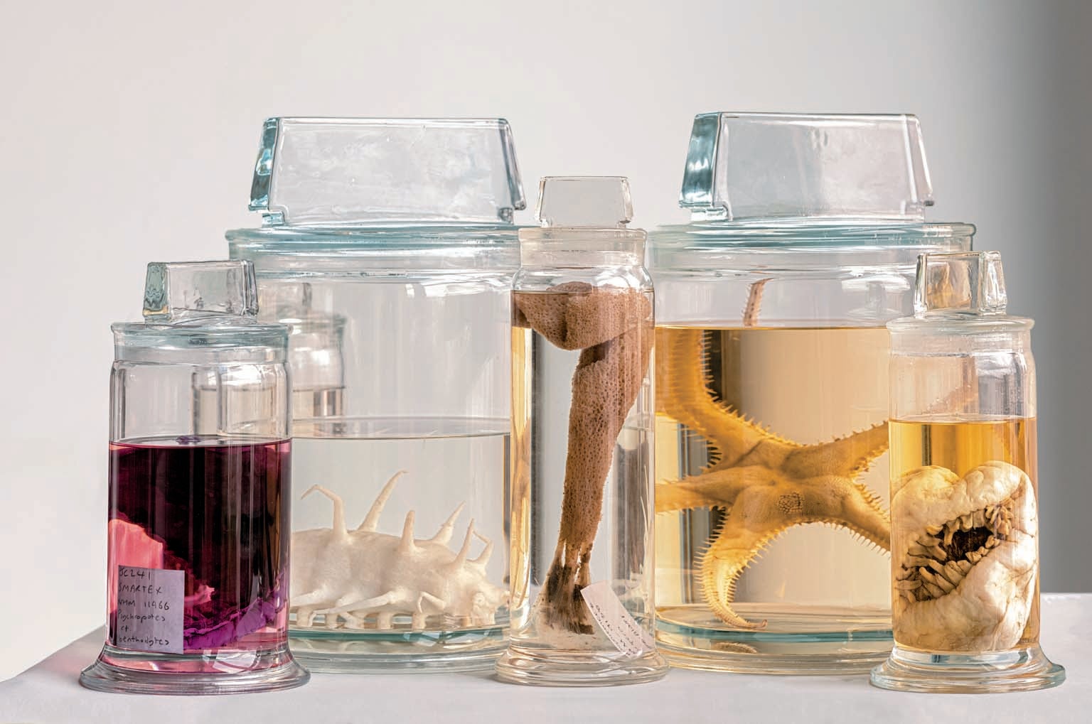 A sea cucumber (purple), a different sea cucumber (white), a glass sponge, a sea star and a sea anemone.