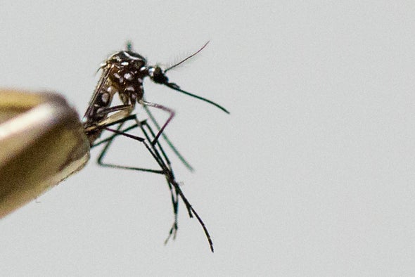 Second Case of Zika in Florida May Have Come from Local Mosquitoes