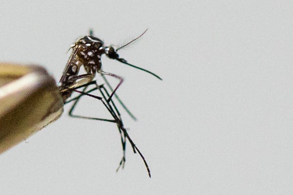 aedie aegypti mosquito