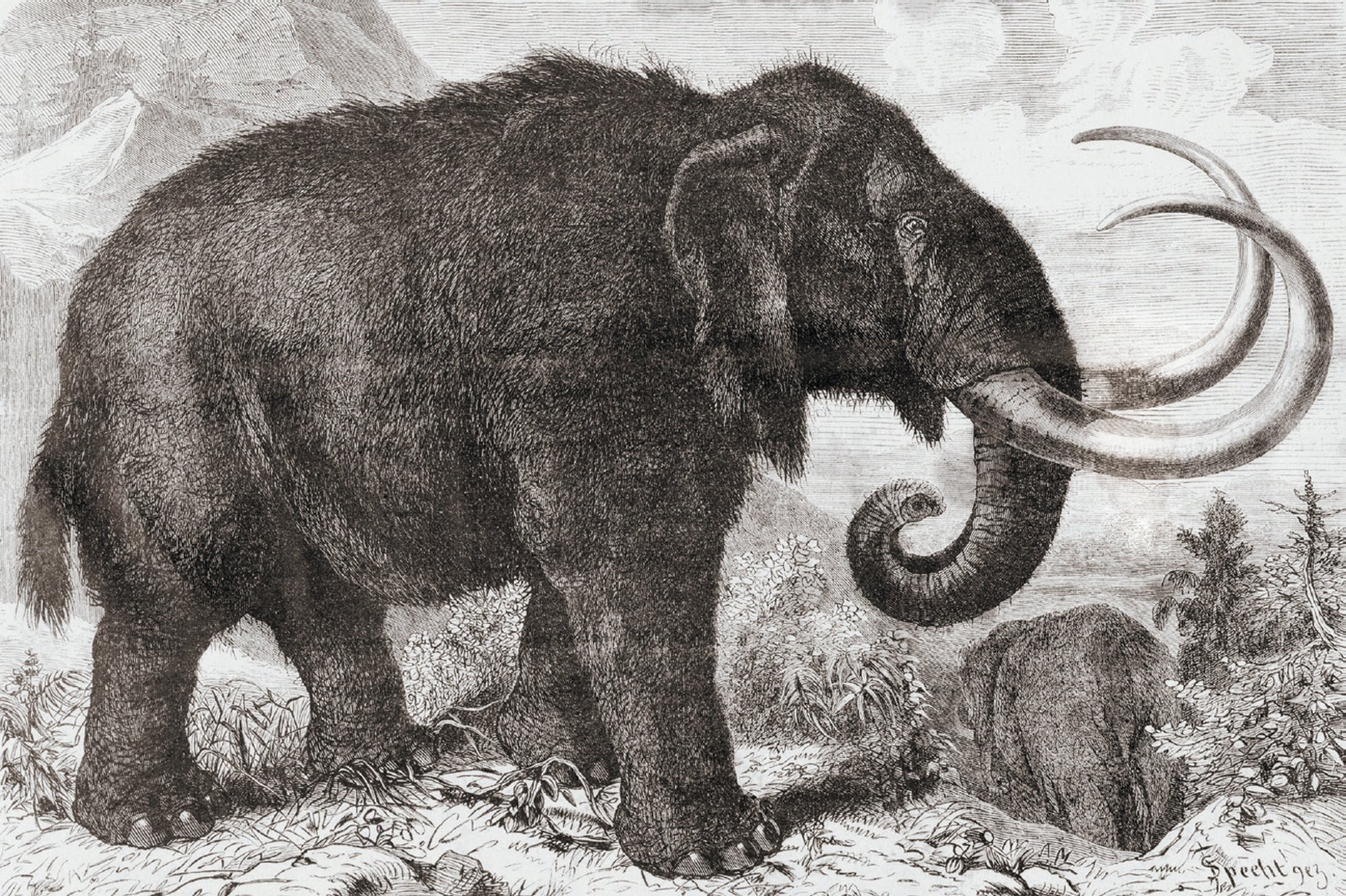 What Ancient Mass Extinctions Tell Us about the Future | Scientific ...