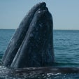 Whales and Fish Adapt to Climate-Induced Changes in the Pacific Ocean