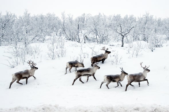 How Herbivore Herds Might Help Permafrost