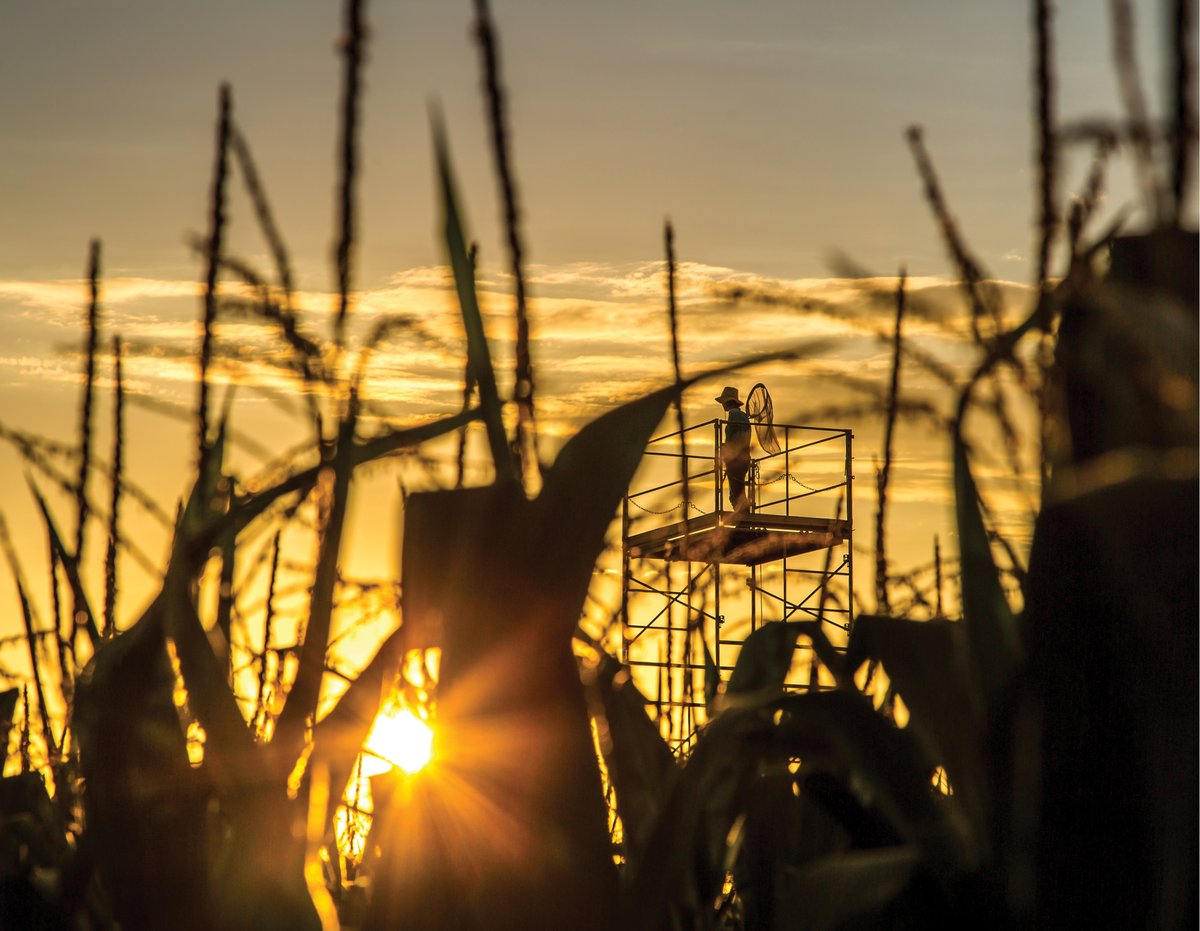 A Beetle Is Destroying U.S. Corn, So Scientists Are Punching at the ...