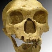 10. Neandertal Genome Decoded