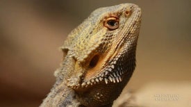 Read My Beard--Lizards Change Neck Color to Chat