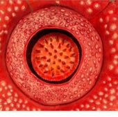 RAFFLESIA FLOWER