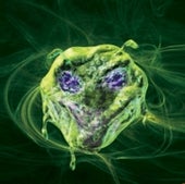COVER OF SCIENTIFIC AMERICAN, DEC. 07