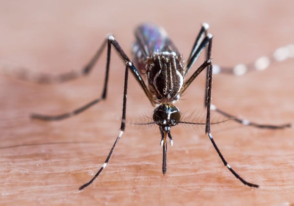 aedes aegypti mosquito