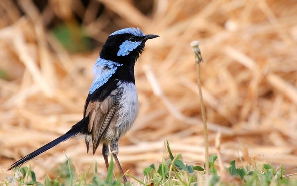 Birds Learn Safety from Other Kinds of Birds