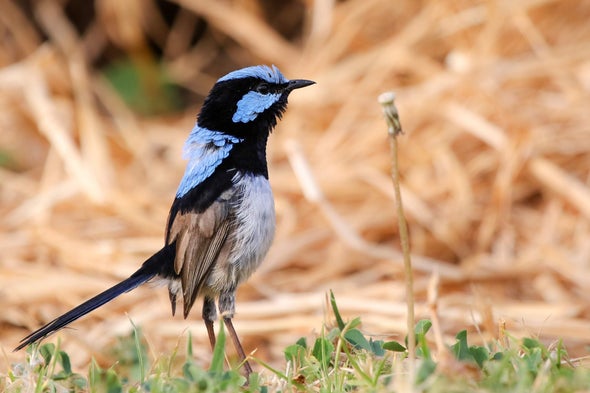 Birds Learn Safety from Other Kinds of Birds