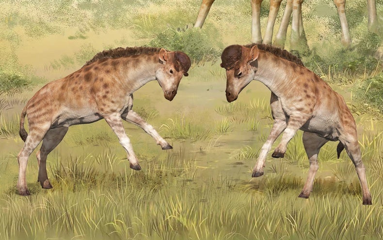Ancient Giraffe Relative Was Evolution’s Headbutting Champion, Perhaps Besting D..