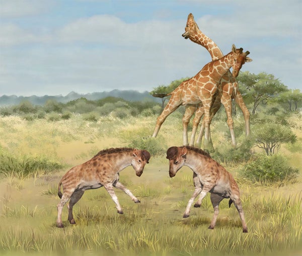 Illustration of ancient giraffe relatives headbutting each other while contemporary giraffes fight in the background.