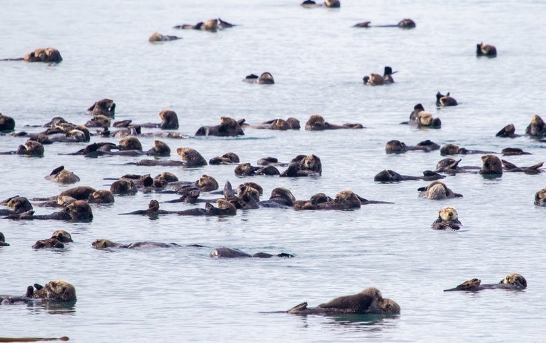 Otters Show How Predators Can Blunt Climate Damage - Scientific American