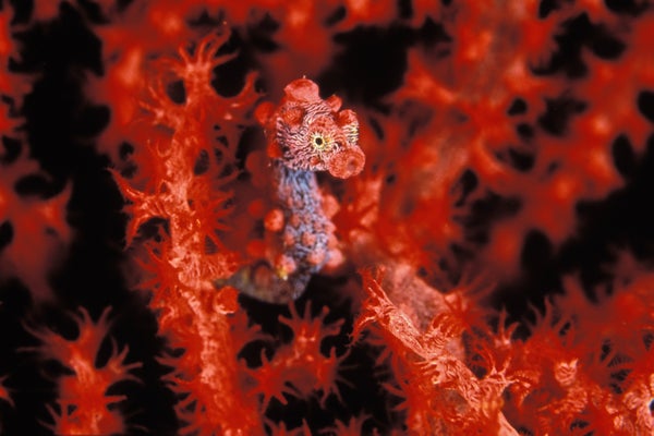 Cute red seahorse peeks out of red coral