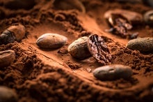 How Pollination Affects Chocolate Production