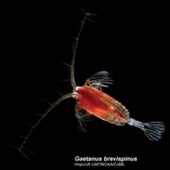 GAETANUS BREVISPINUS: