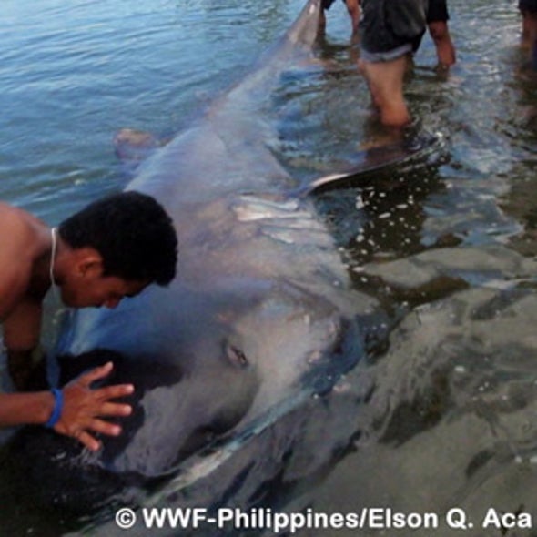 What is a megamouth shark? Is it still a scientific mystery?