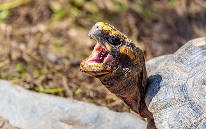 'Chatty Turtles' Flip the Script on the Evolutionary Origins of Vocalization in ..