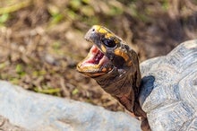 'Chatty Turtles' Flip the Script on the Evolutionary Origins of Vocalization in Animals