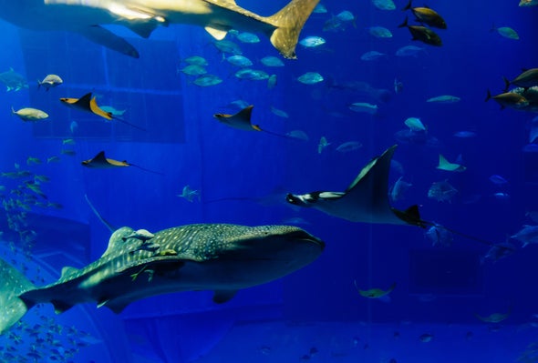 Astronomy Tool Helps ID Sharks