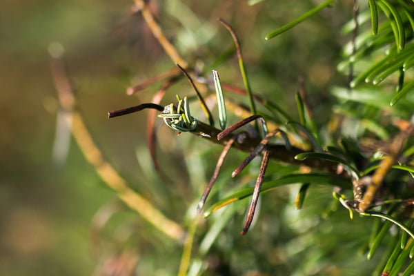 A closeup of brown needles on a fir tree.