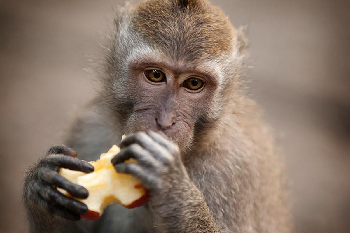 Chinese scientists create monkeys with autism gene