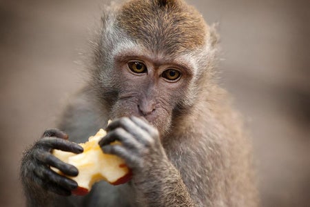 macaque