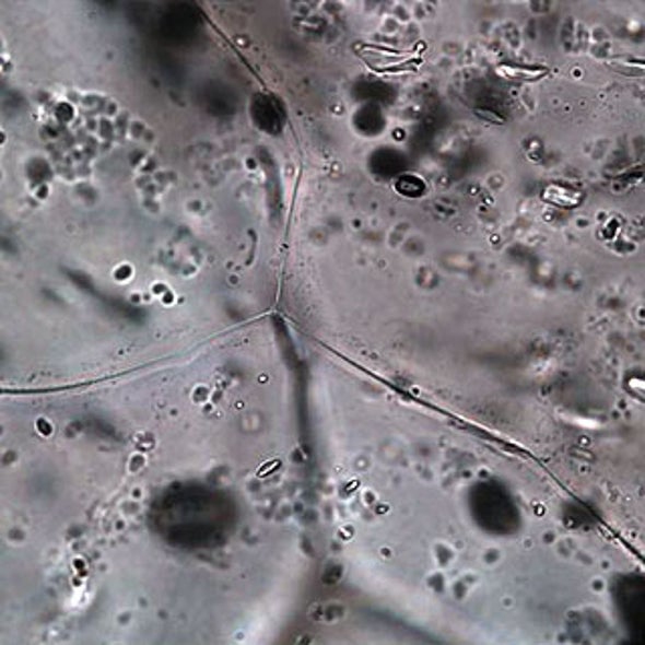 Do Microbes Make Snow?