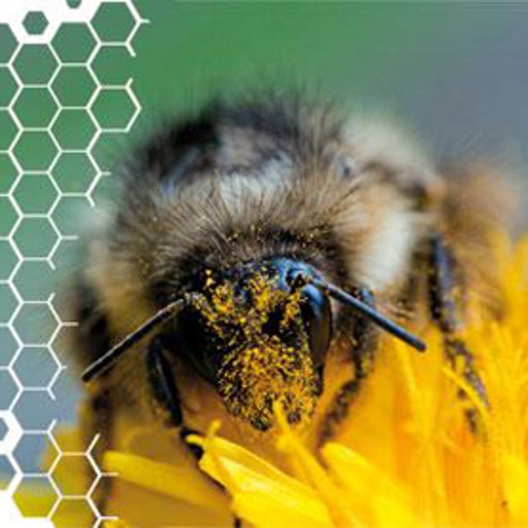 The Pollinator Crisis: What's Best for Bees?