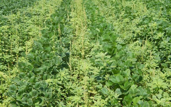 Weeds Are Winning the War against Herbicide Resistance