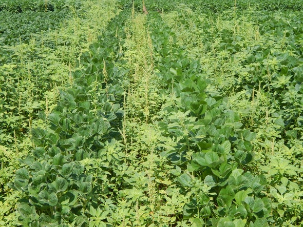 Weeds Are Winning the War against Herbicide Resistance